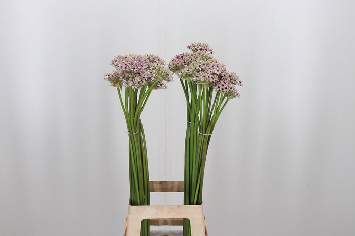 <h4>Allium Silverspring</h4>