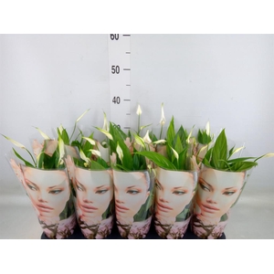 Spathiphyllum  'Korto'