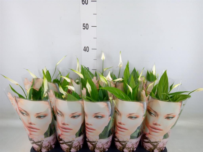 <h4>Spathiphyllum 'Korto'</h4>