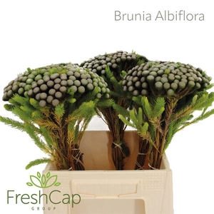 Brunia Albiflora