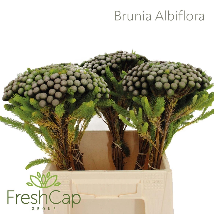 <h4>Brunia Albiflora</h4>