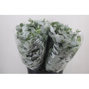Euca Cinerea Short 150gr P Bunch