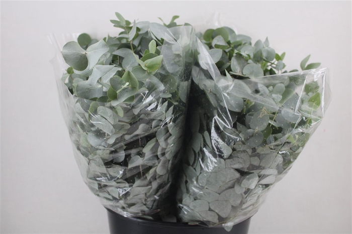 <h4>Euca Cinerea Short 150gr P Bunch</h4>