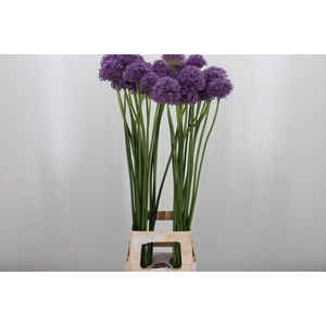 Allium Gladiator