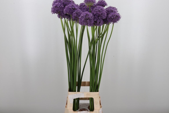 <h4>Allium Gladiator</h4>