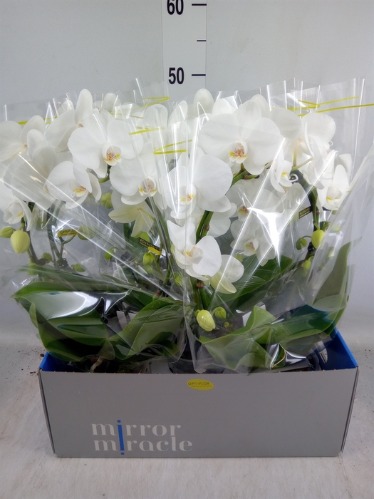 <h4>Phalaenopsis   ...white</h4>