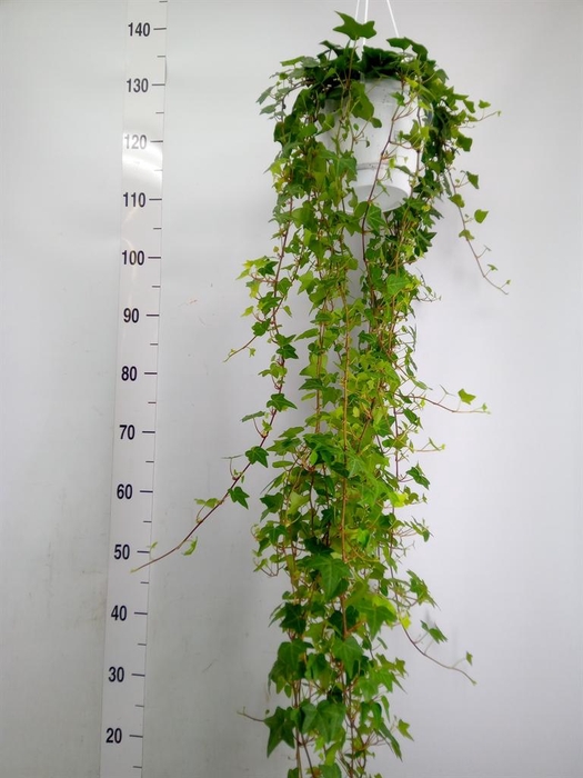 <h4>Hedera helix 'Anna'</h4>