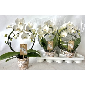 Phalaenopsis Tropic Snowball boog 12Ø 45cm 3st 20f