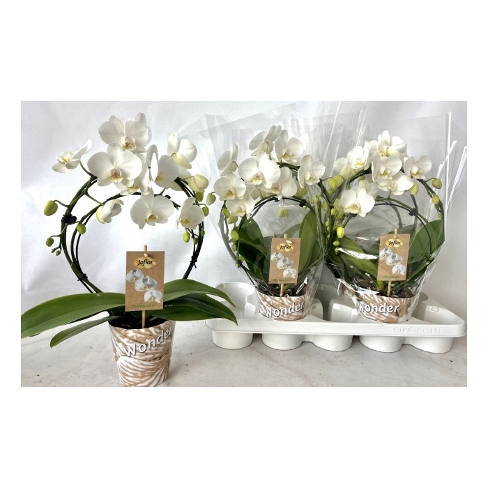 <h4>Phalaenopsis Tropic Snowball boog 12Ø 45cm 3st 20f</h4>
