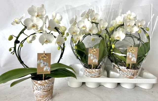 Phalaenopsis Tropic Snowball boog 12Ø 45cm 3st 20f