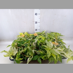 Pellionia repens