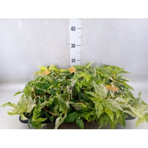 Pellionia repens