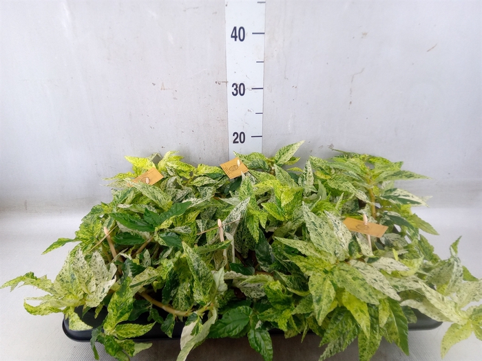 <h4>Pellionia repens</h4>