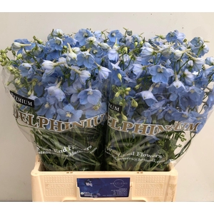 Delph Ballkleid West End Flowers