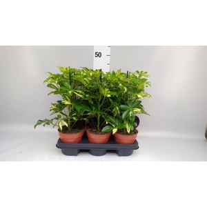 Schefflera arbor. 'Gerda'