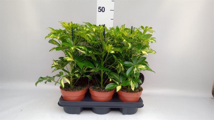 <h4>Schefflera arbor. 'Gerda'</h4>