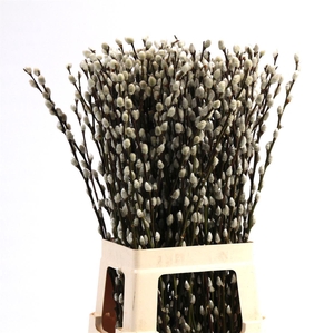 Salix Wilgenkatjes