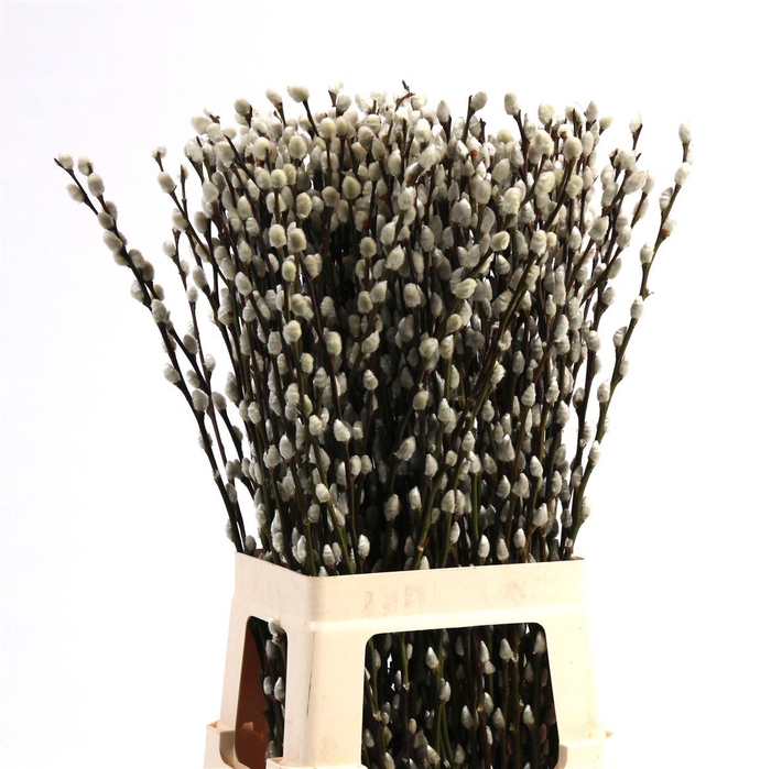 <h4>Salix Wilgenkatjes</h4>