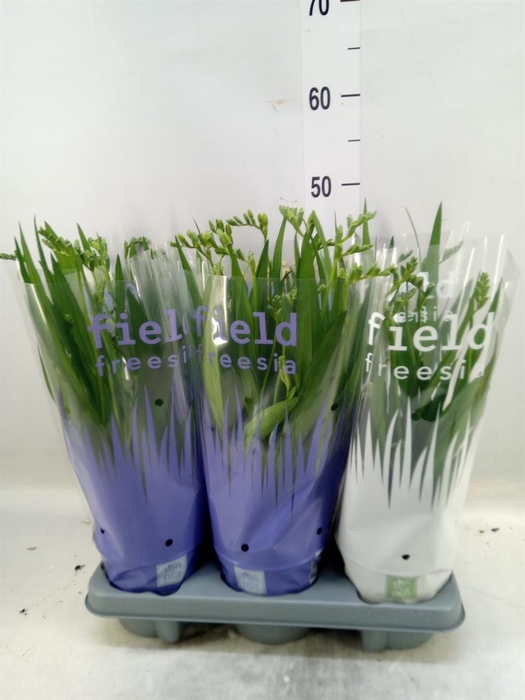 <h4>Freesia   ...</h4>