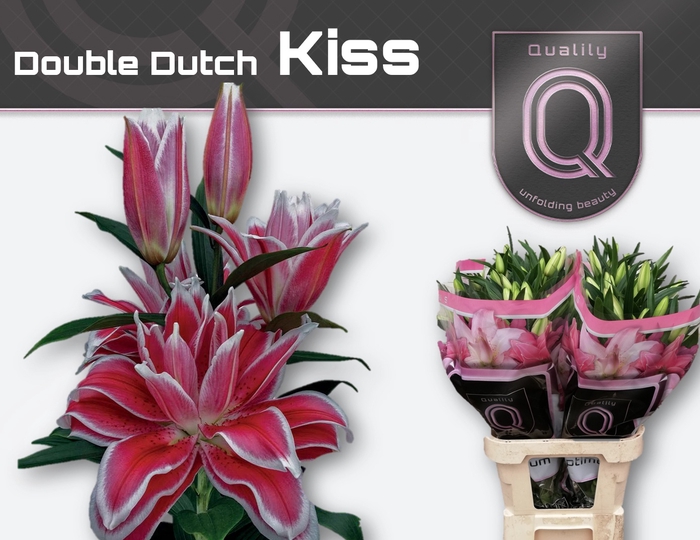 <h4>LI OR DU DD KISS 5+</h4>