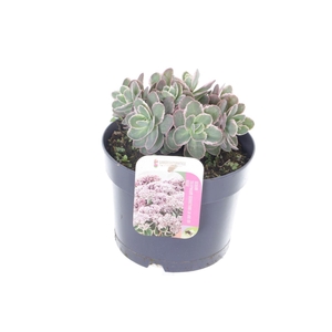 Sedum telephium La Vie en Rose