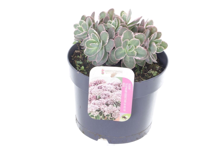 <h4>Sedum telephium La Vie en Rose</h4>
