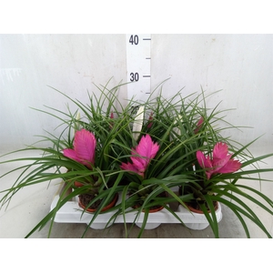 Tillandsia  ...mix