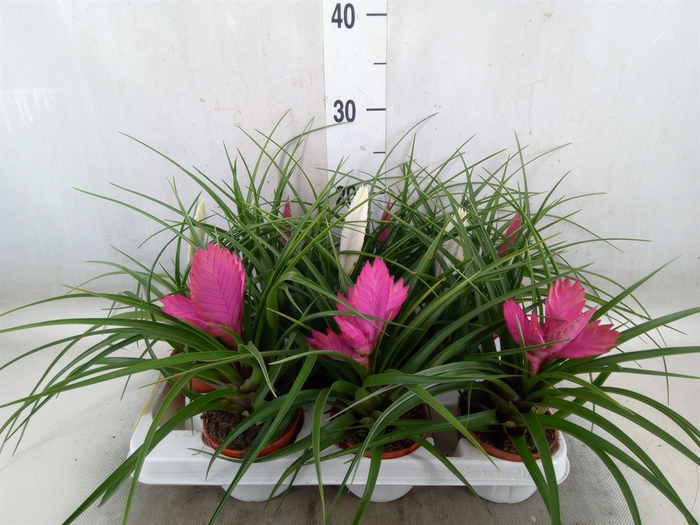 <h4>Tillandsia  ...mix</h4>