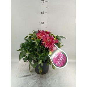 Dahlia  'XXL Raspberry Ice'