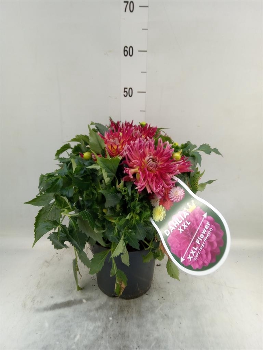 <h4>Dahlia 'XXL Raspberry Ice'</h4>