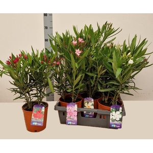 NERI OLEANDER