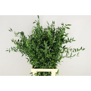 Ruscus Bs 200g