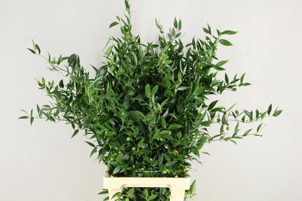 <h4>Ruscus Bs 200g</h4>