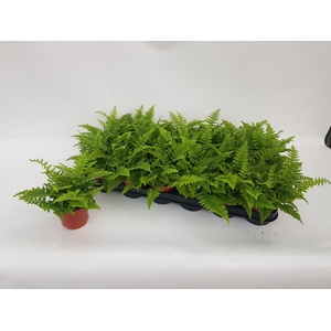 ATHYRIUM OV