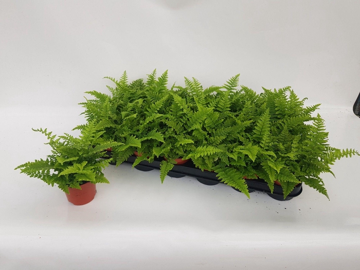 <h4>ATHYRIUM OV</h4>