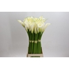 Zantedeschia Eydolls White