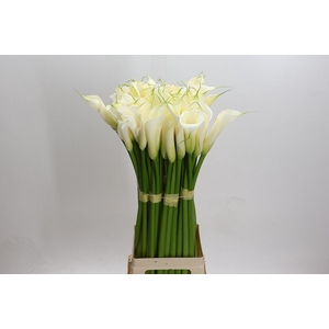 Zantedeschia Eydolls White