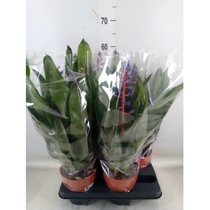 Aechmea   ...