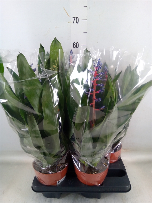 <h4>Aechmea   ...</h4>