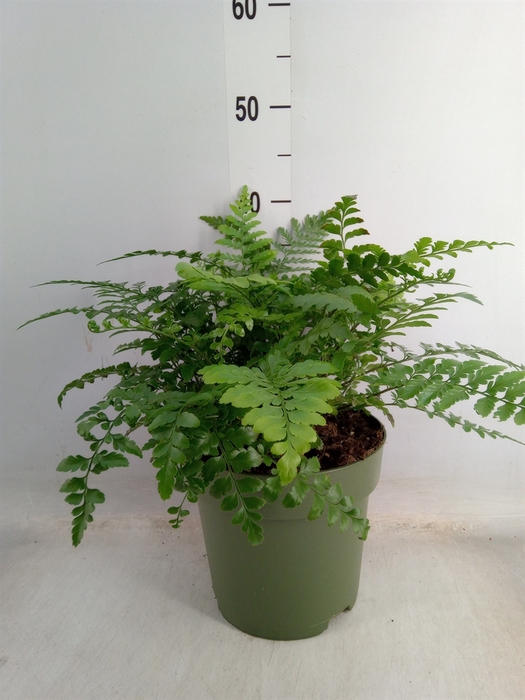 <h4>Asplenium parvati</h4>