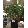 CRASS OVATA