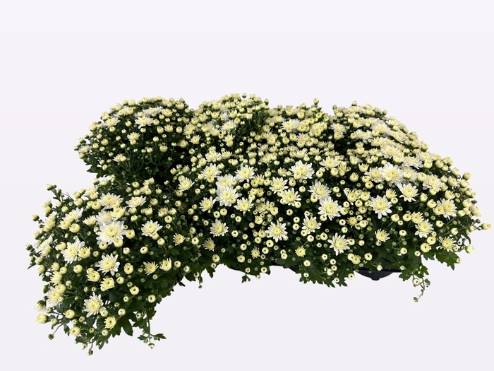 <h4>CHRY FAIR WHITE</h4>