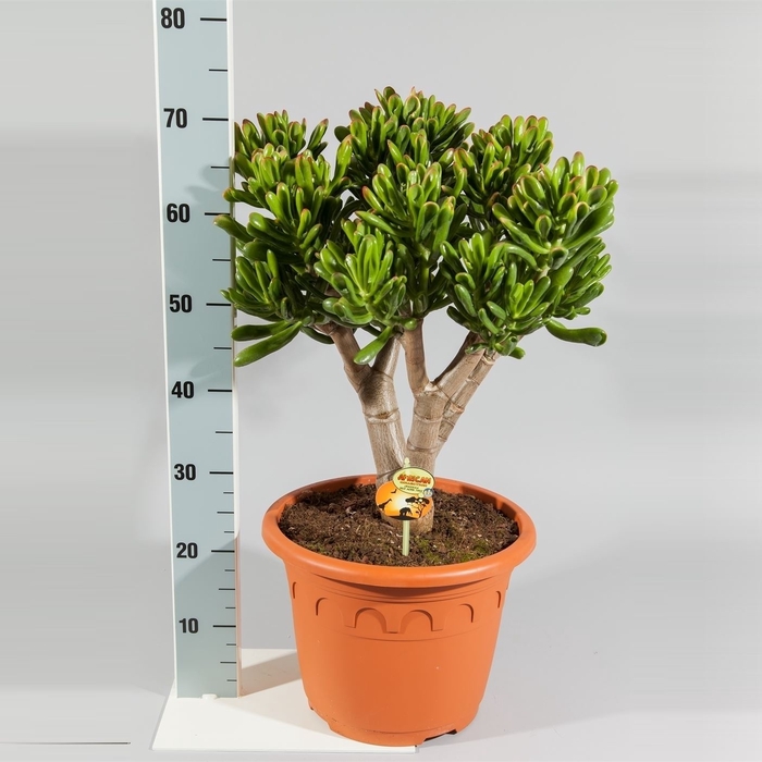 Crassula ovata 'Horn Tree Red'