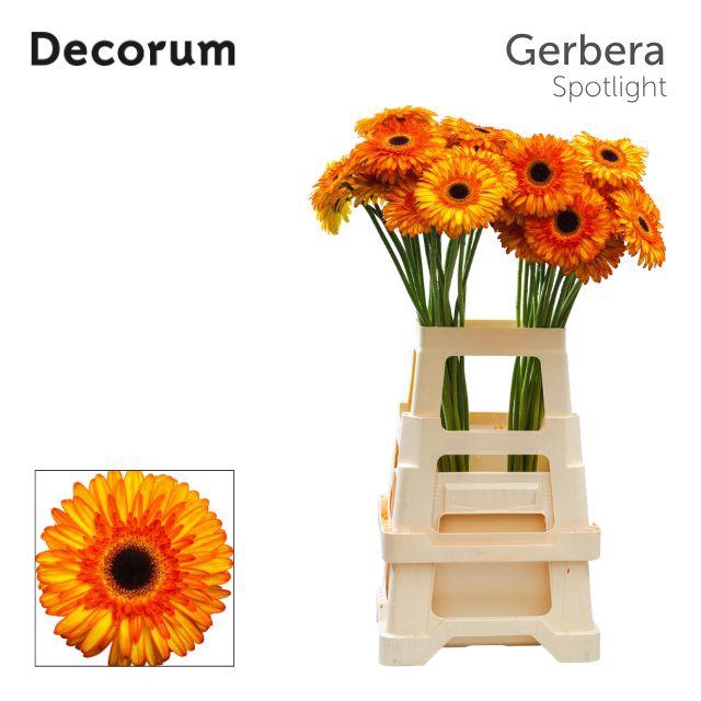 <h4>Gerbera Spotlight Water x40 Lang</h4>
