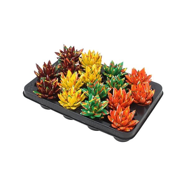 <h4>Echeveria coloured Splash autumn mix</h4>