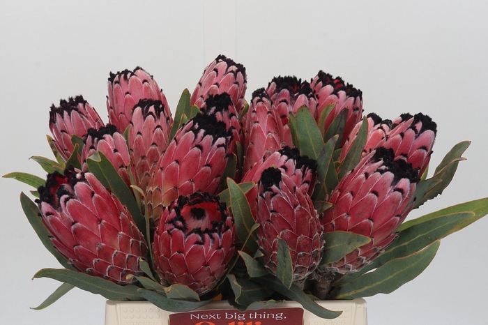 <h4>PROTEA OV PER STUK</h4>