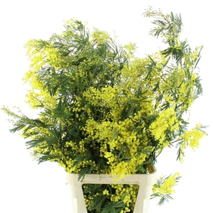 Mimosa Mirandol Pointe Xxxl P St