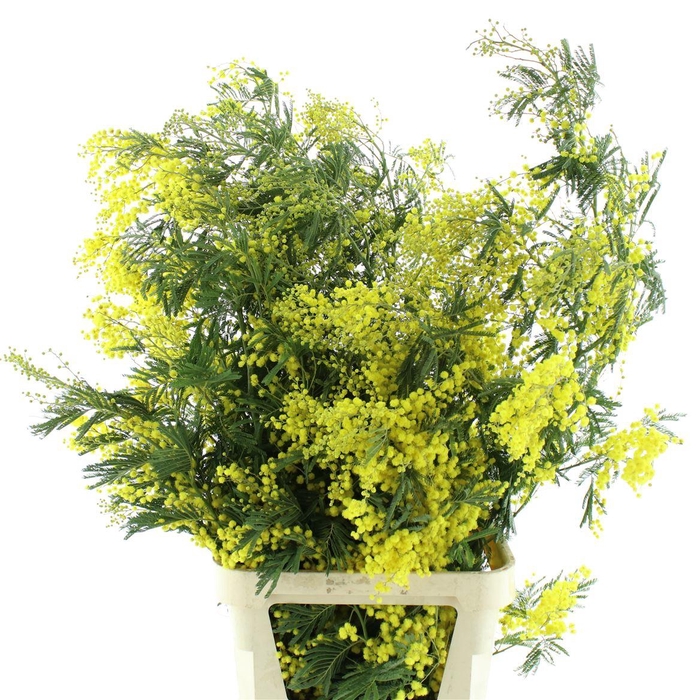 <h4>Mimosa Mirandol Pointe Xxxl P St</h4>