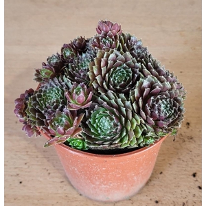 SEMPERVIVUM-HYBRID