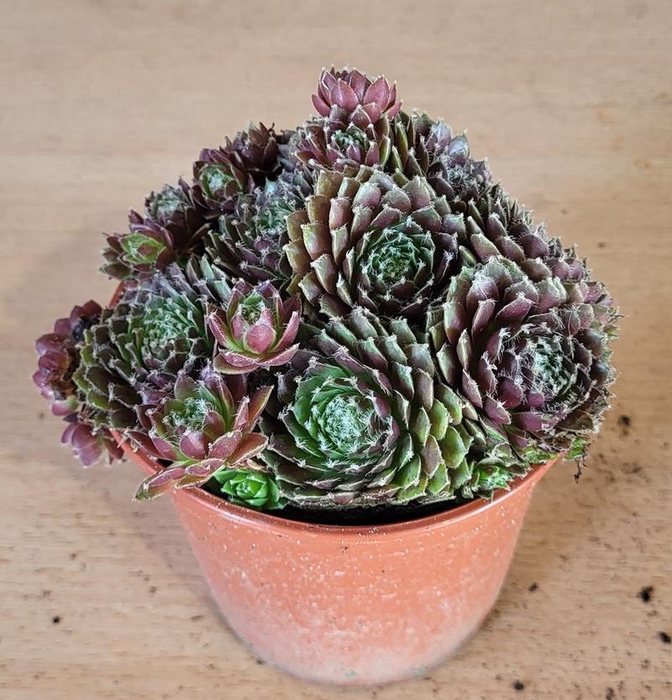 <h4>SEMPERVIVUM-HYBRID</h4>